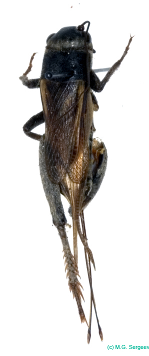 Melanogryllus_desertus_f_0911