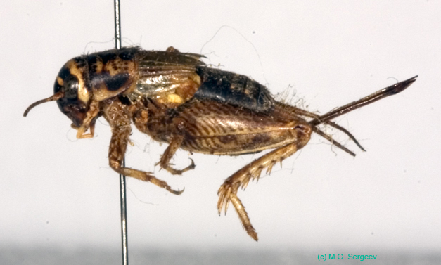 Modicogryllus_frontalis_f_0922