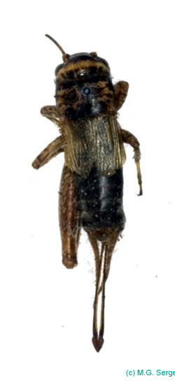 Modicogryllus_frontalis_f_0923