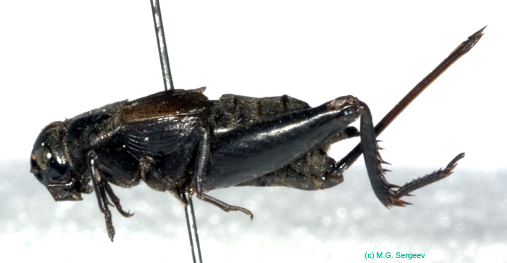 Nigrogryllus_sibiricus_f_0954