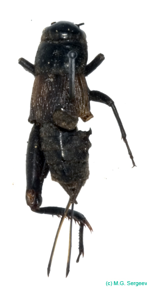 Nigrogryllus_sibiricus_f_0955