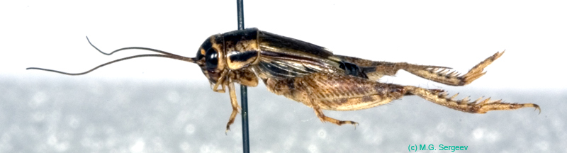 Promodicogryllus_bucharicus_f_0916