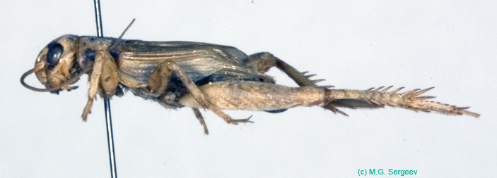 Promodicogryllus_bucharicus_m_0920