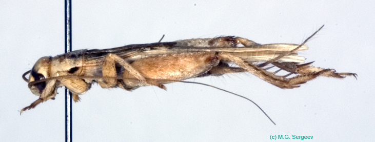 Tartarogryllus_tartarus_tartarus_m_0918