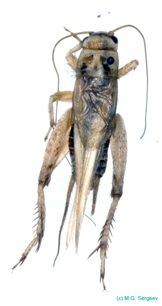 Tartarogryllus_tartarus_tartarus_m_0919