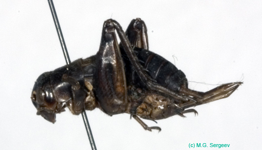 Teleogryllus_infernalis_f_0952