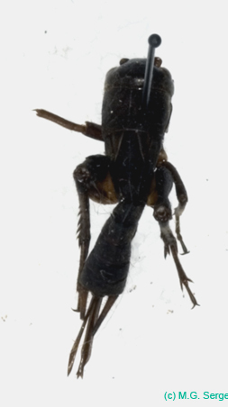 Teleogryllus_infernalis_f_0953