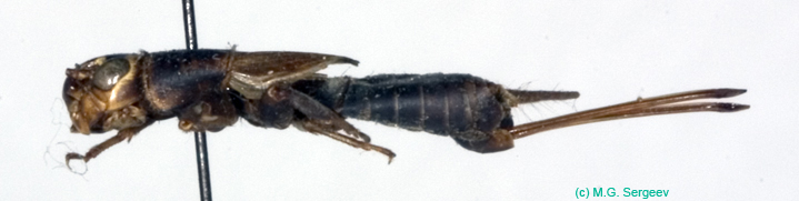 Turanogryllus_lateralis_f_0950