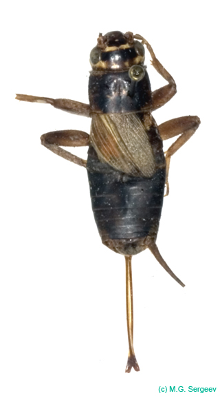 Turanogryllus_lateralis_f_0951
