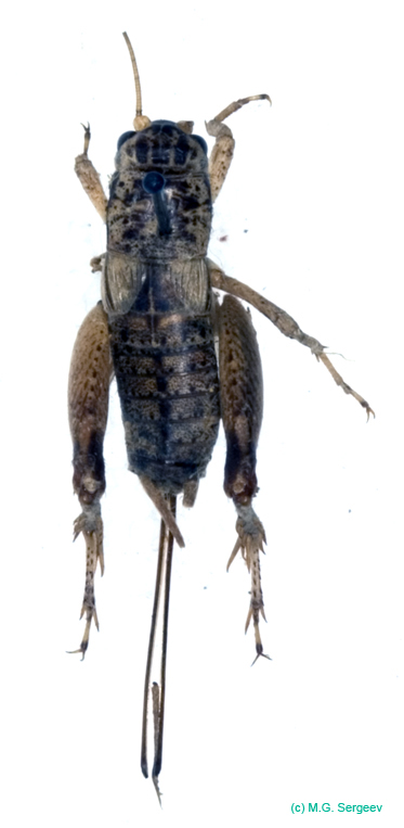 Velarifictorus_bolivari_f_0925