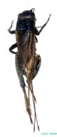 Melanogryllus_desertus_f_0911