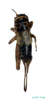 Modicogryllus_frontalis_f_0923