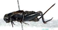 Nigrogryllus_sibiricus_f_0954