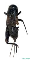 Nigrogryllus_sibiricus_f_0955