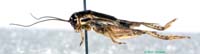 Promodicogryllus_bucharicus_f_0916