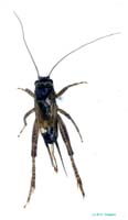 Promodicogryllus_bucharicus_f_0917