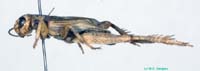 Promodicogryllus_bucharicus_m_0920