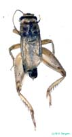 Promodicogryllus_bucharicus_m_0921