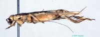 Tartarogryllus_tartarus_tartarus_m_0918