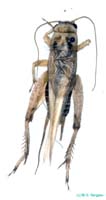 Tartarogryllus_tartarus_tartarus_m_0919