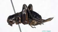 Teleogryllus_infernalis_f_0952
