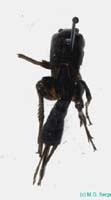 Teleogryllus_infernalis_f_0953