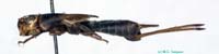 Turanogryllus_lateralis_f_0950