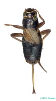 Turanogryllus_lateralis_f_0951