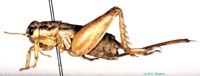 Velarifictorus_bolivari_f_0924