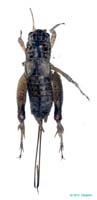 Velarifictorus_bolivari_f_0925
