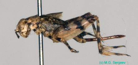 Dianemobius_csikii_f_0928