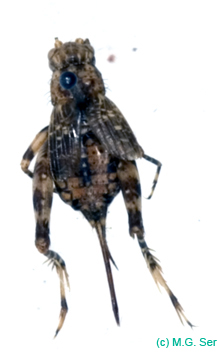 Dianemobius_csikii_f_0929