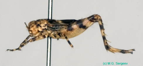 Dianemobius_csikii_m_0930