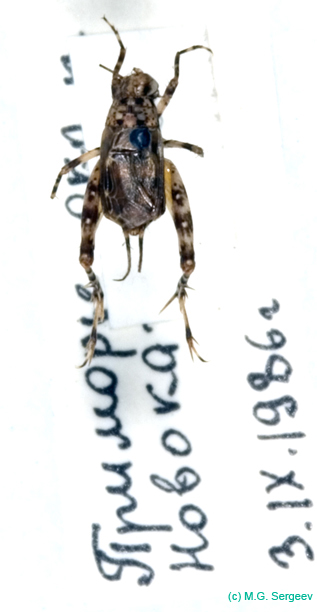Dianemobius_csikii_m_0931