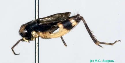 Dianemobius_fascipes_nigrofasciatus_m_0936