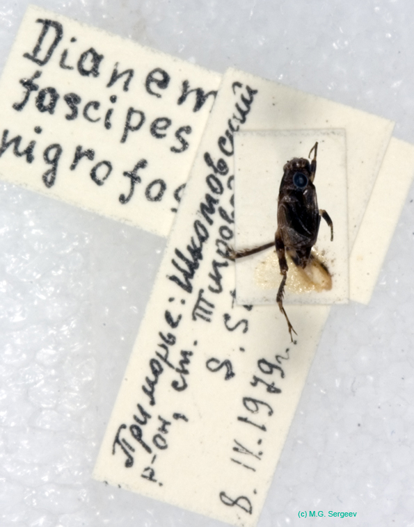 Dianemobius_fascipes_nigrofasciatus_m_0937