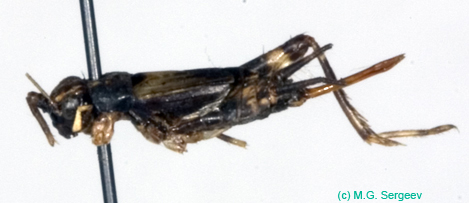 Dianemobius_furumagiensis_f_0938