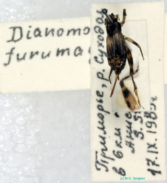 Dianemobius_furumagiensis_f_0939