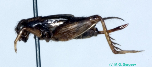 Polionemobius_taprobanensis_f_0942
