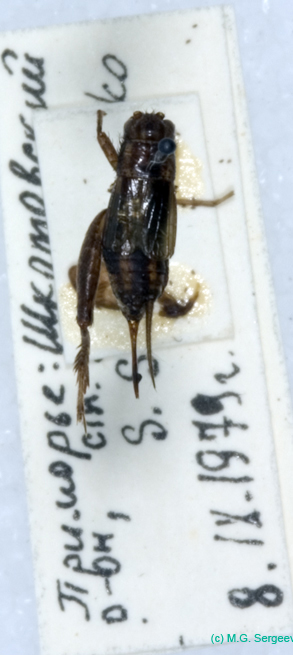 Polionemobius_taprobanensis_f_0943
