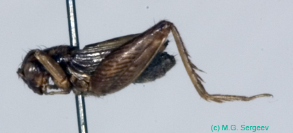 Polionemobius_taprobanensis_m_0940