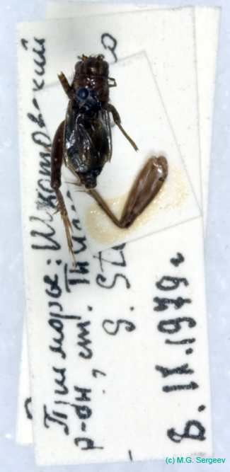 Polionemobius_taprobanensis_m_0941