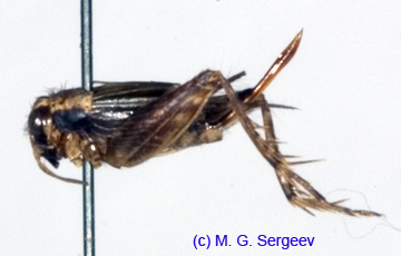 Pteronemobius_gorochovi_f_0934