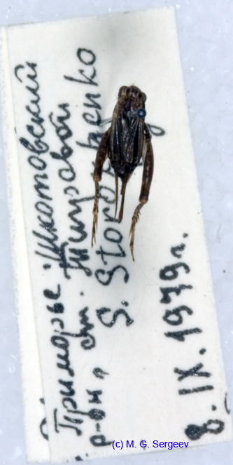 Pteronemobius_gorochovi_f_0935