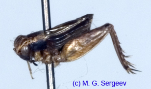Pteronemobius_gorochovi_m_0932