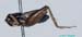 Polionemobius_taprobanensis_m_0940