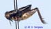 Pteronemobius_gorochovi_m_0932