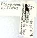 Pteronemobius_gorochovi_m_0933