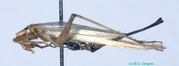 Oecanthus_longicaudus_f_0956