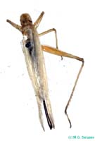 Oecanthus_longicaudus_f_0957